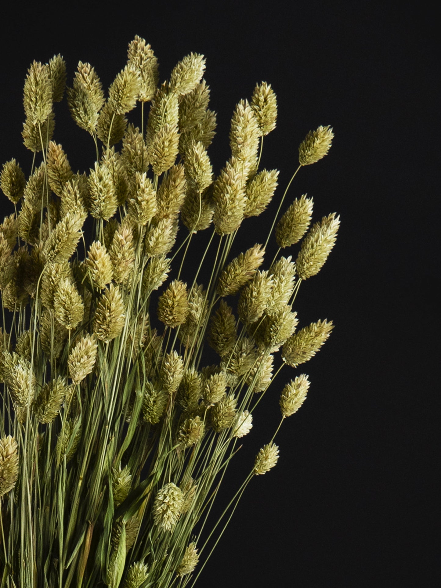 Trockenblumen Hasenschwanzgras