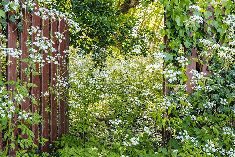 Ich träume von einem Cottage Garten