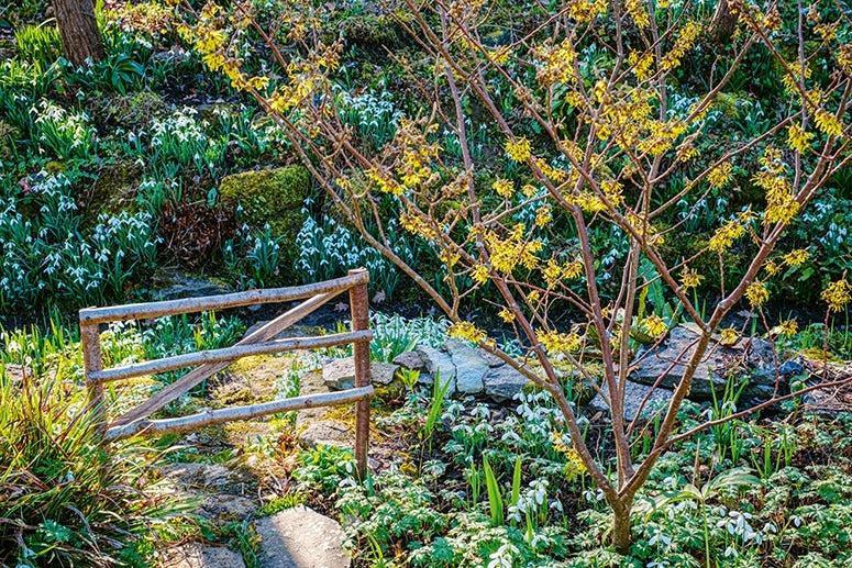 Ich träume von einem Cottage Garten